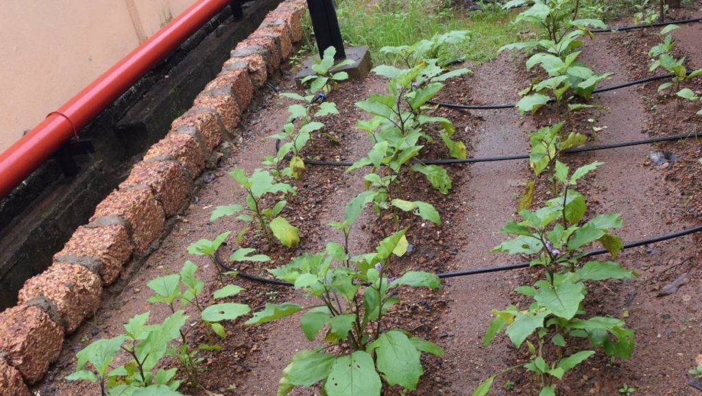 Local-Vegetable-Patch